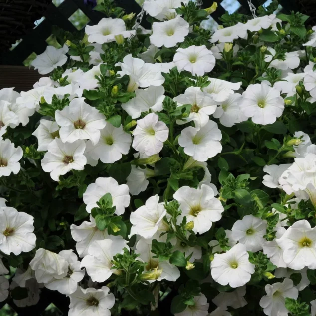 Surfinia Petunia Snow