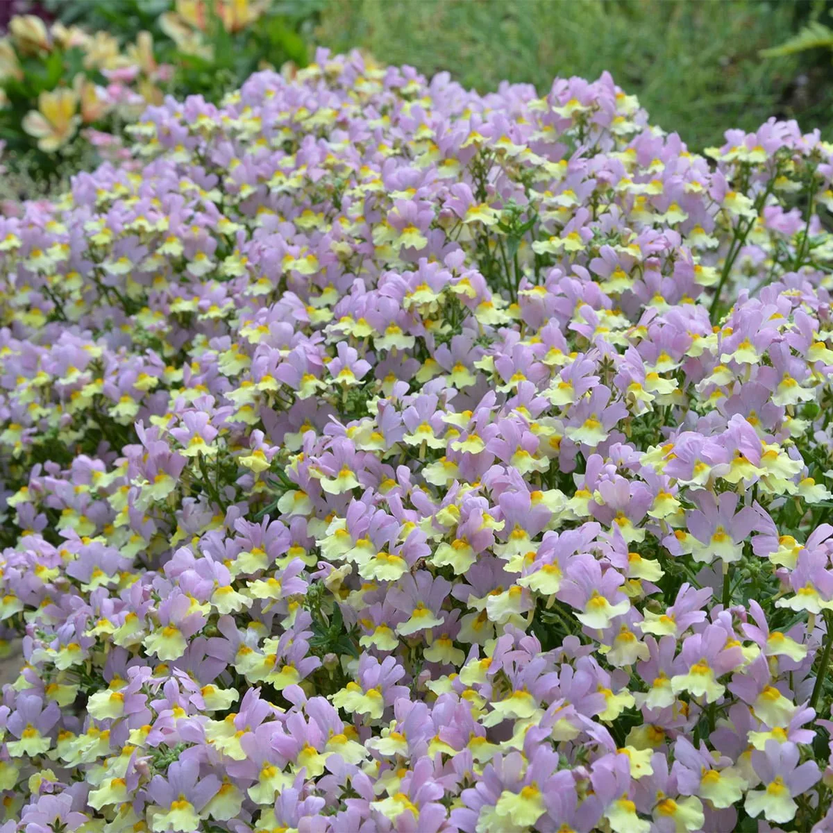 Семена Немезии Купить В Спб