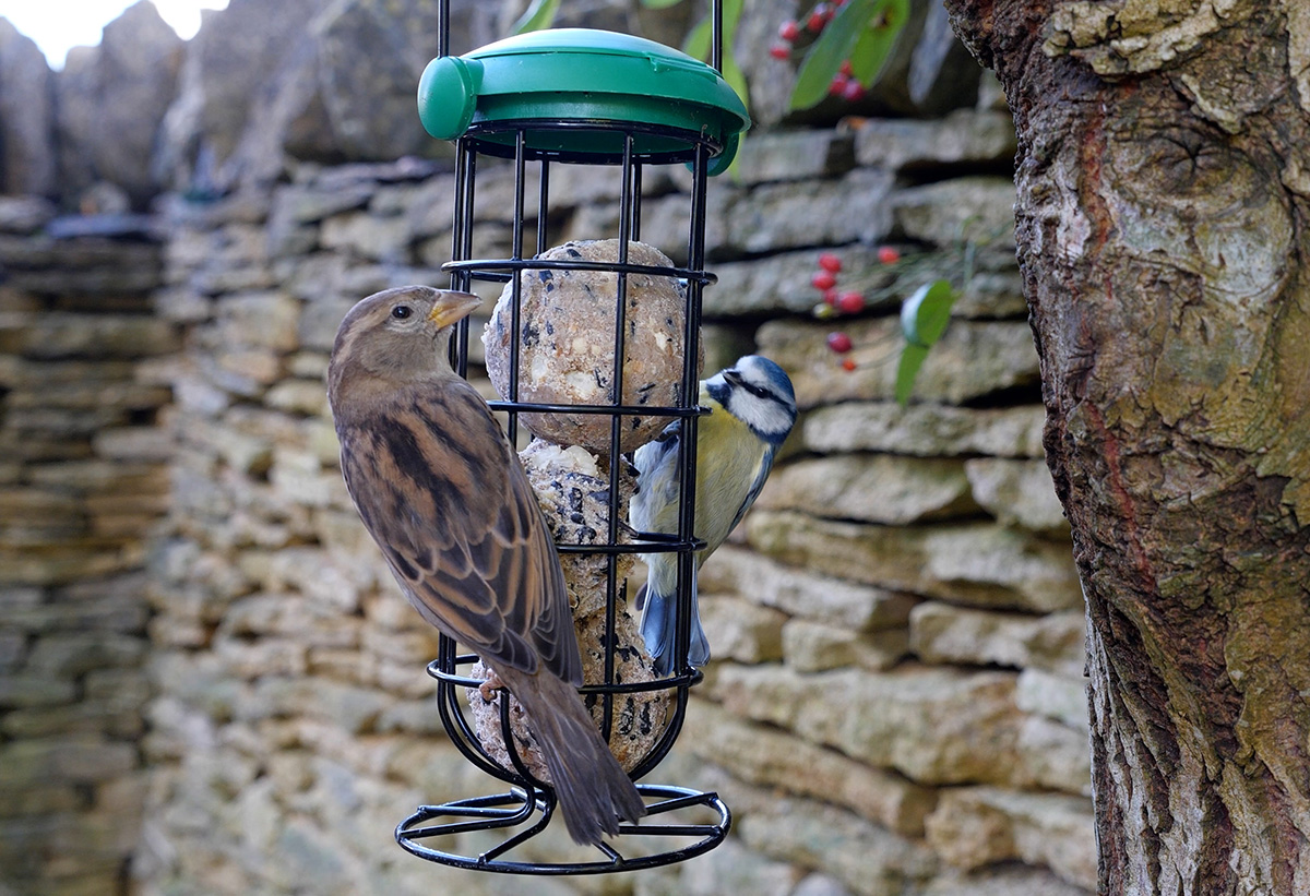 Thrush and blue tit feeding on Seed & Nut Suet Balls
