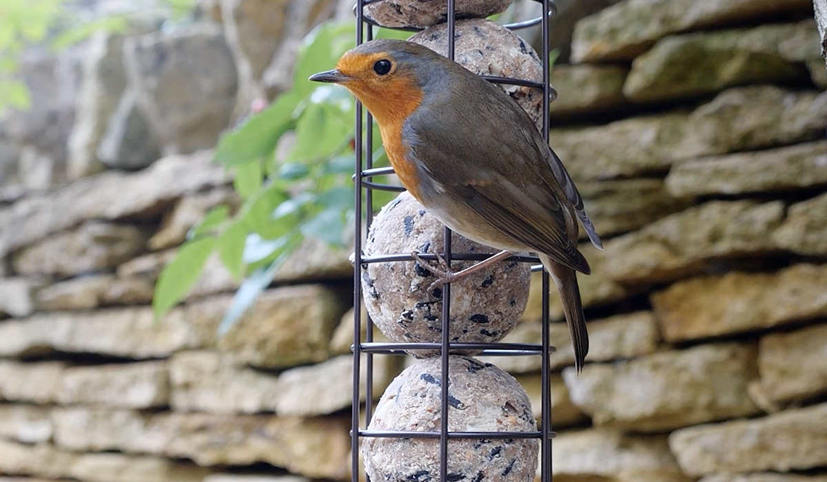 Robin feeding on Richard Jackson High Energy Suet Balls