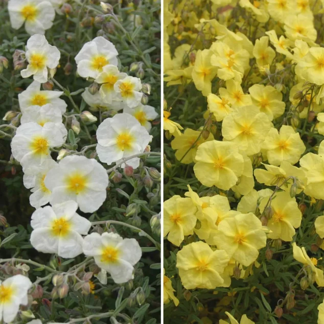 Rock Roses_main_1200px Rock Roses