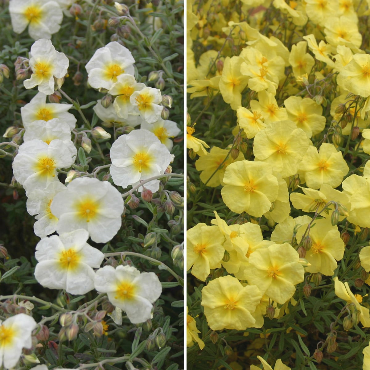 Award Winning Rock Roses Plants Richard Jackson Garden