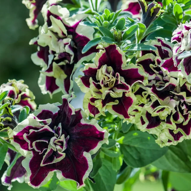 Tumbelina Trailing Petunia Superstar