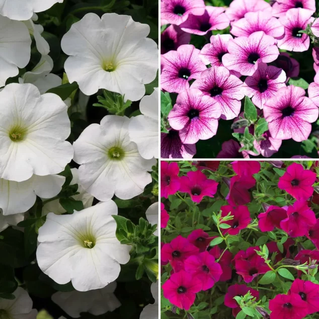 Surfinia Petunia main_1200px Surfinia Petunia main