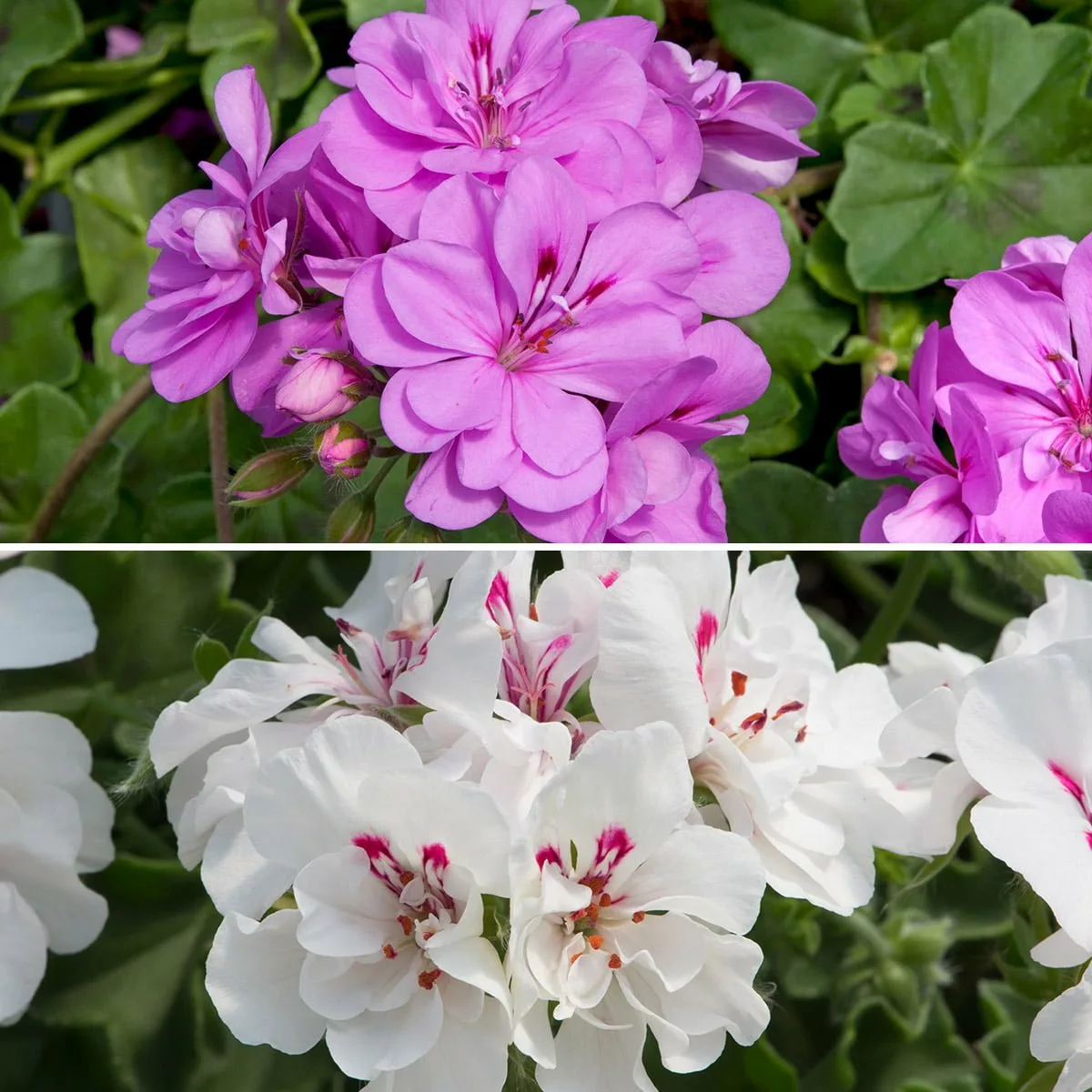 Exquisite Trailing Geranium Seeds Image for Desktop Exquisite Trailing Geranium Seeds Image for Desktop