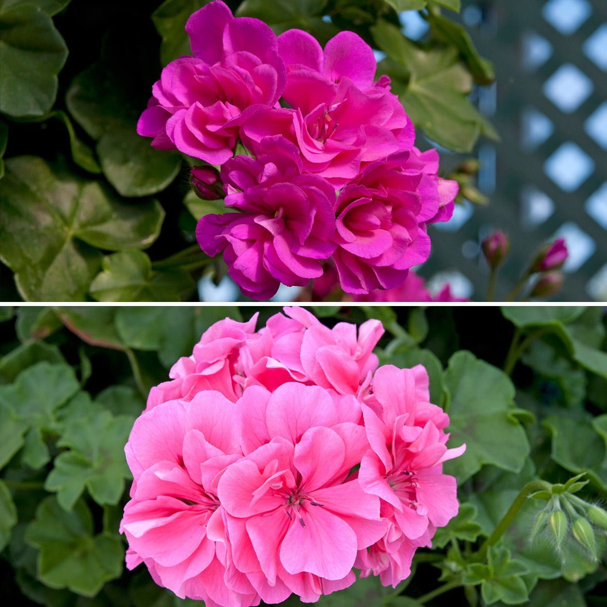 Trailing Geranium Shades of Pink flowers