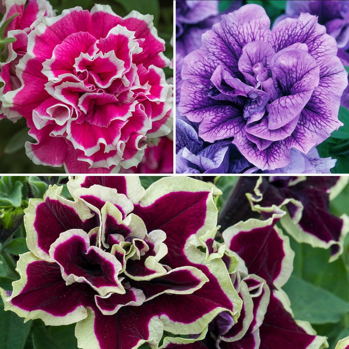 Tumbelina Trailing Petunias