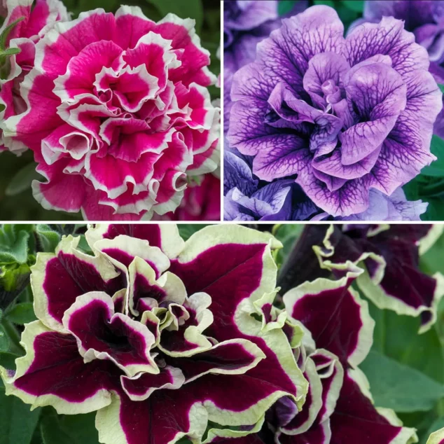 Tumbelina Petunia main_1200px Tumbelina Trailing Petunias