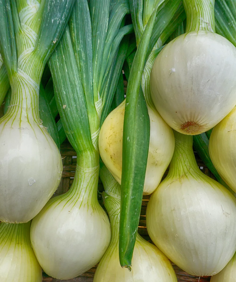 'Walla Walla Sweet' Onion