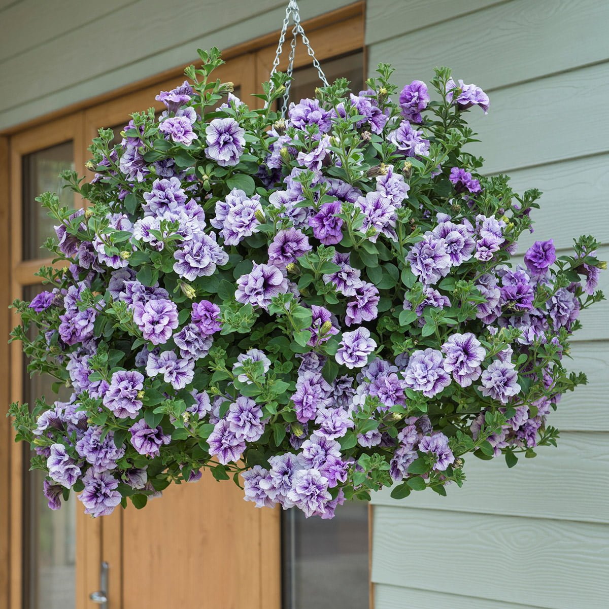 Tumbelina Trailing Petunias Plants Richard Jackson Garden