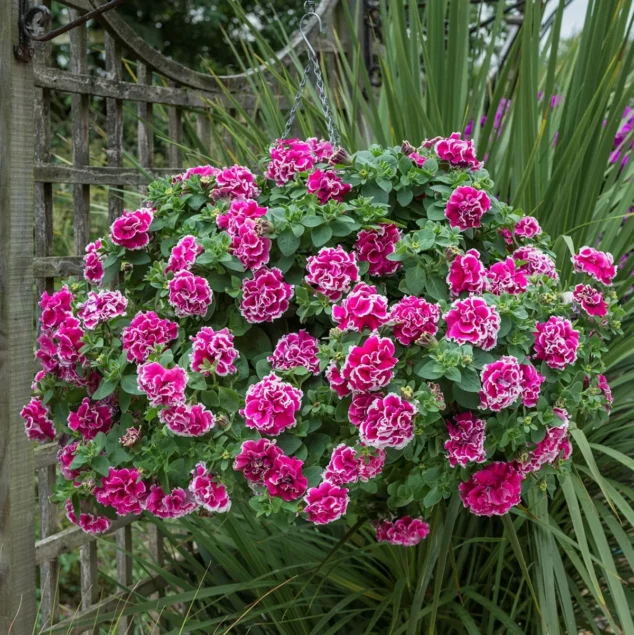 Tumbelina Trailing Petunia Anna