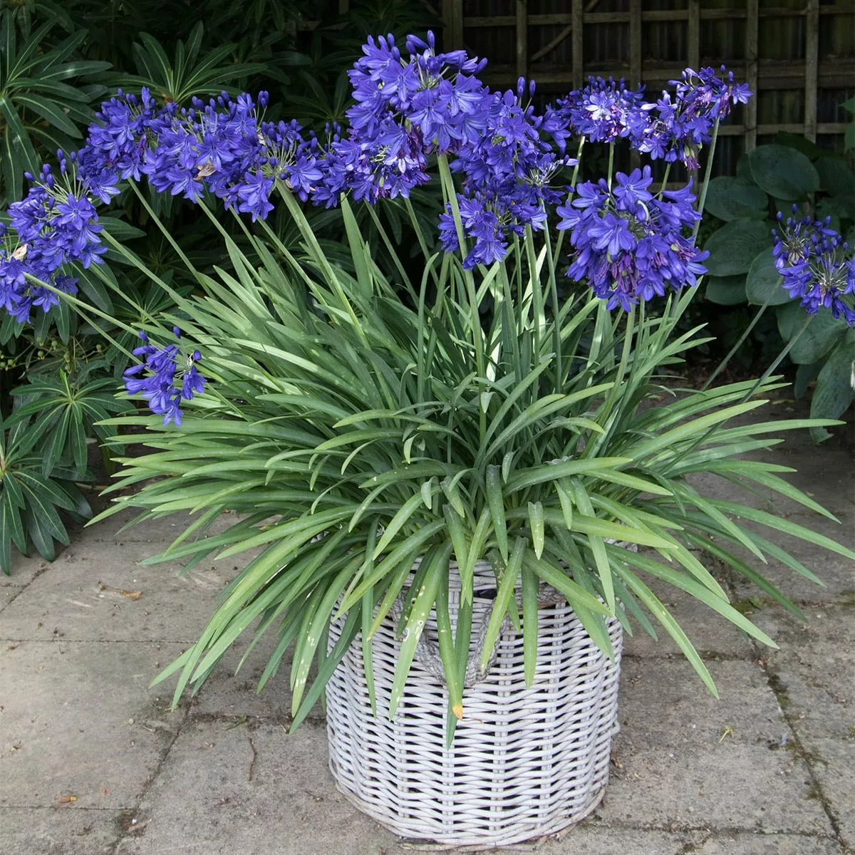 Award Winning Agapanthus - Fireworks Collection Plants