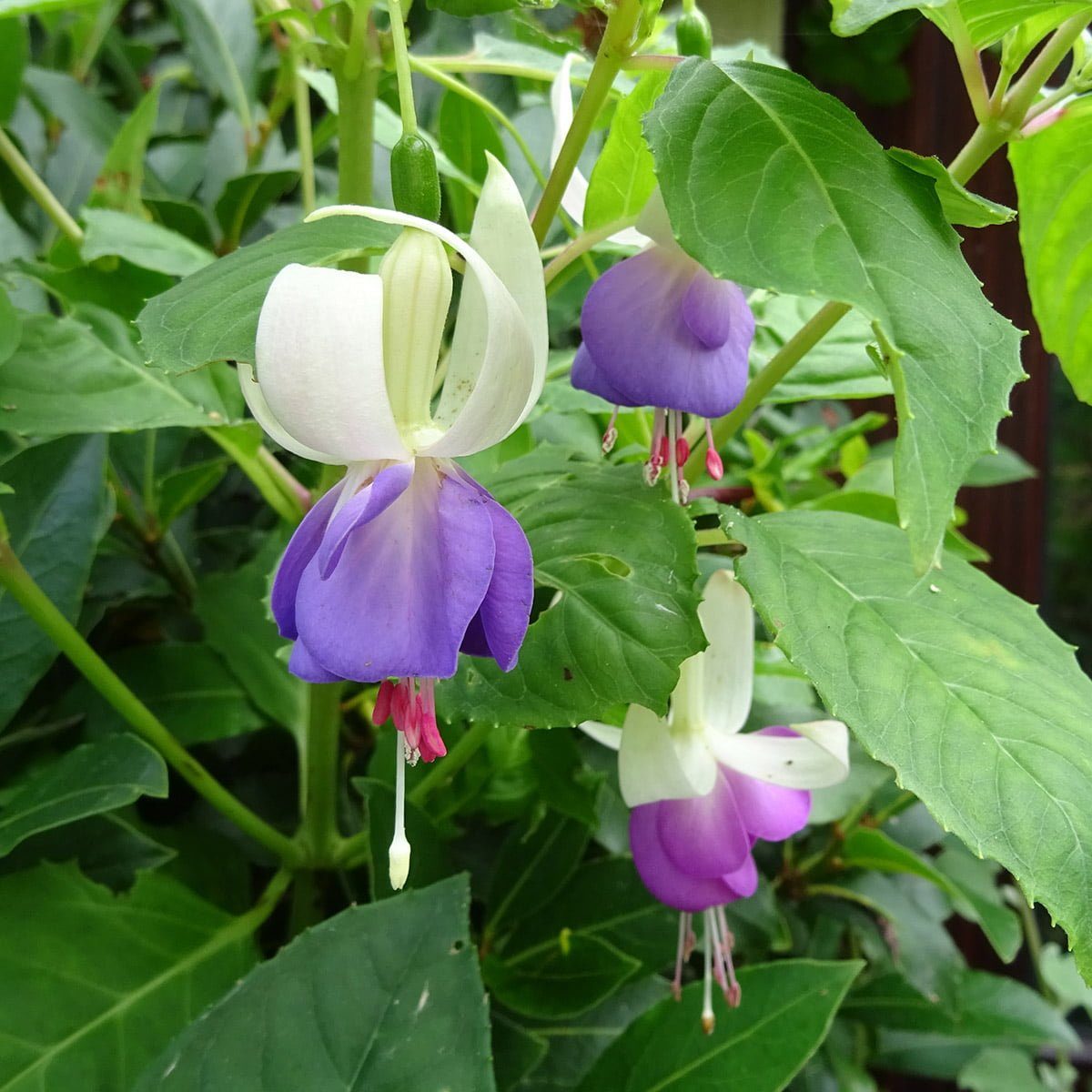 Fuchsia Prince George