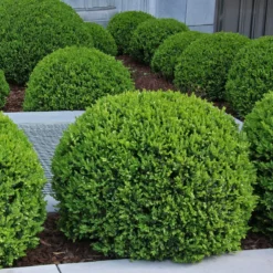 box plant