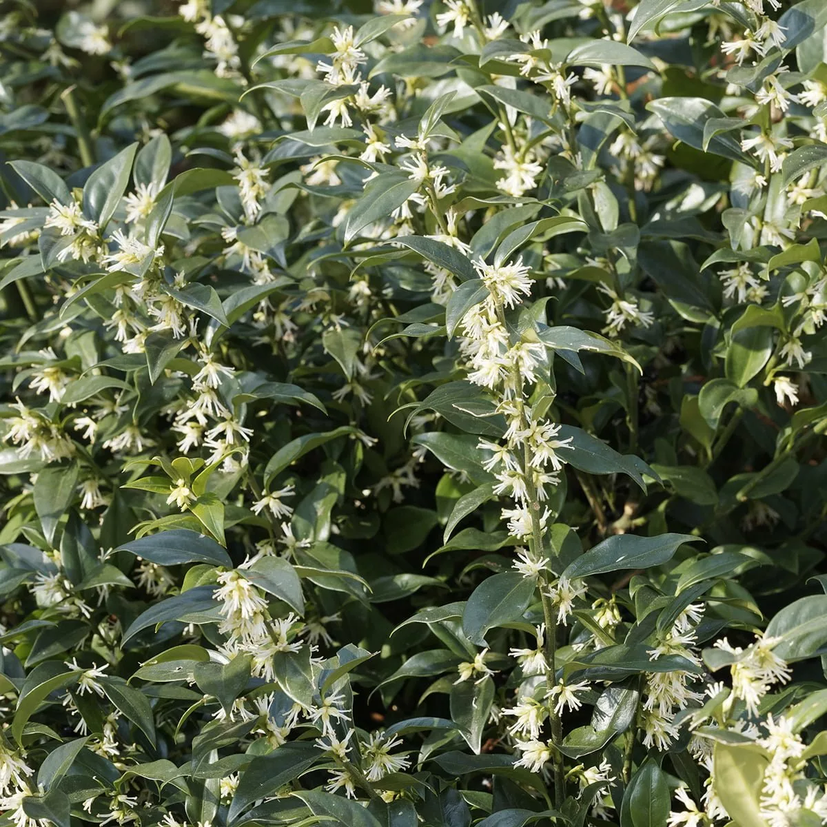 Sarcococca Confusa Sweet Box Plants - Buy online at Richard Jackson Garden
