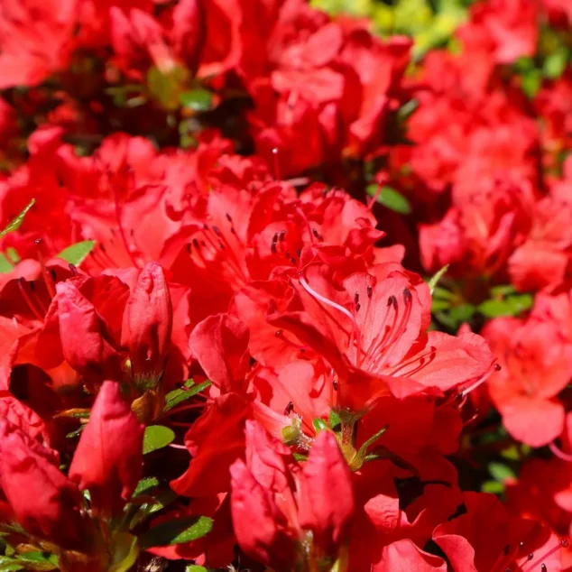 azalea Johanna flowers