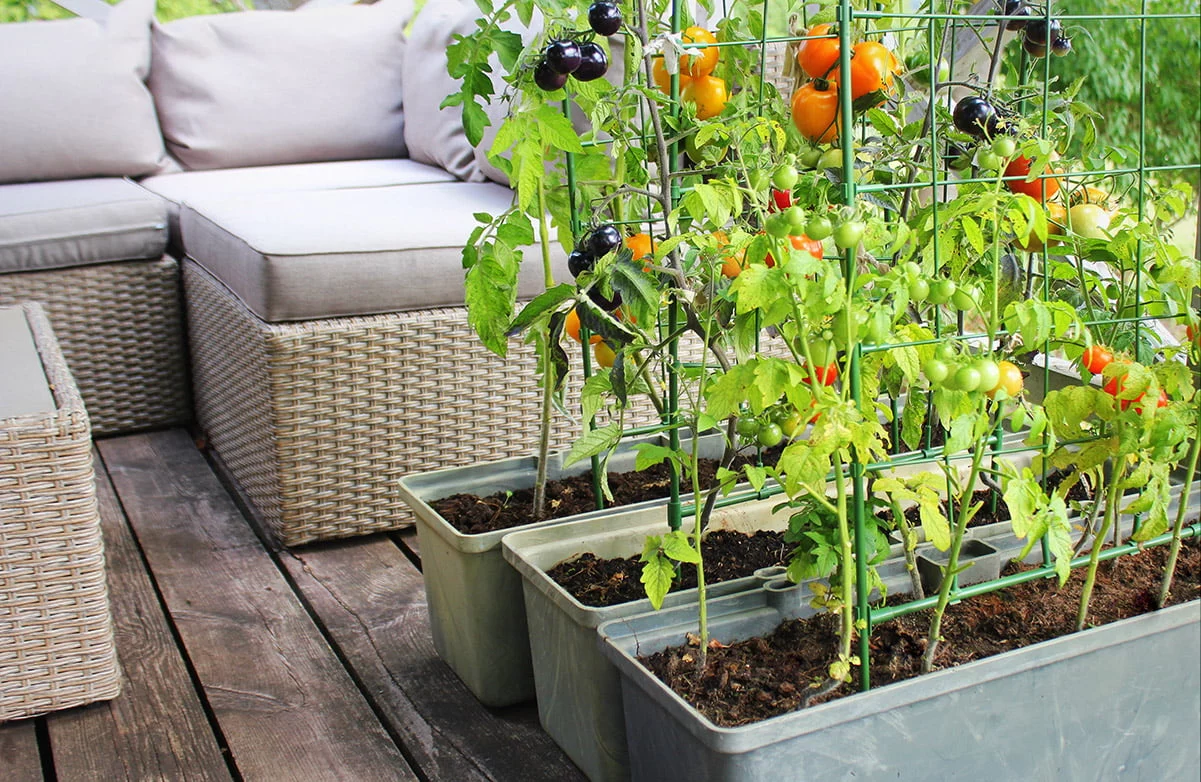 tomatoes growing on balcony