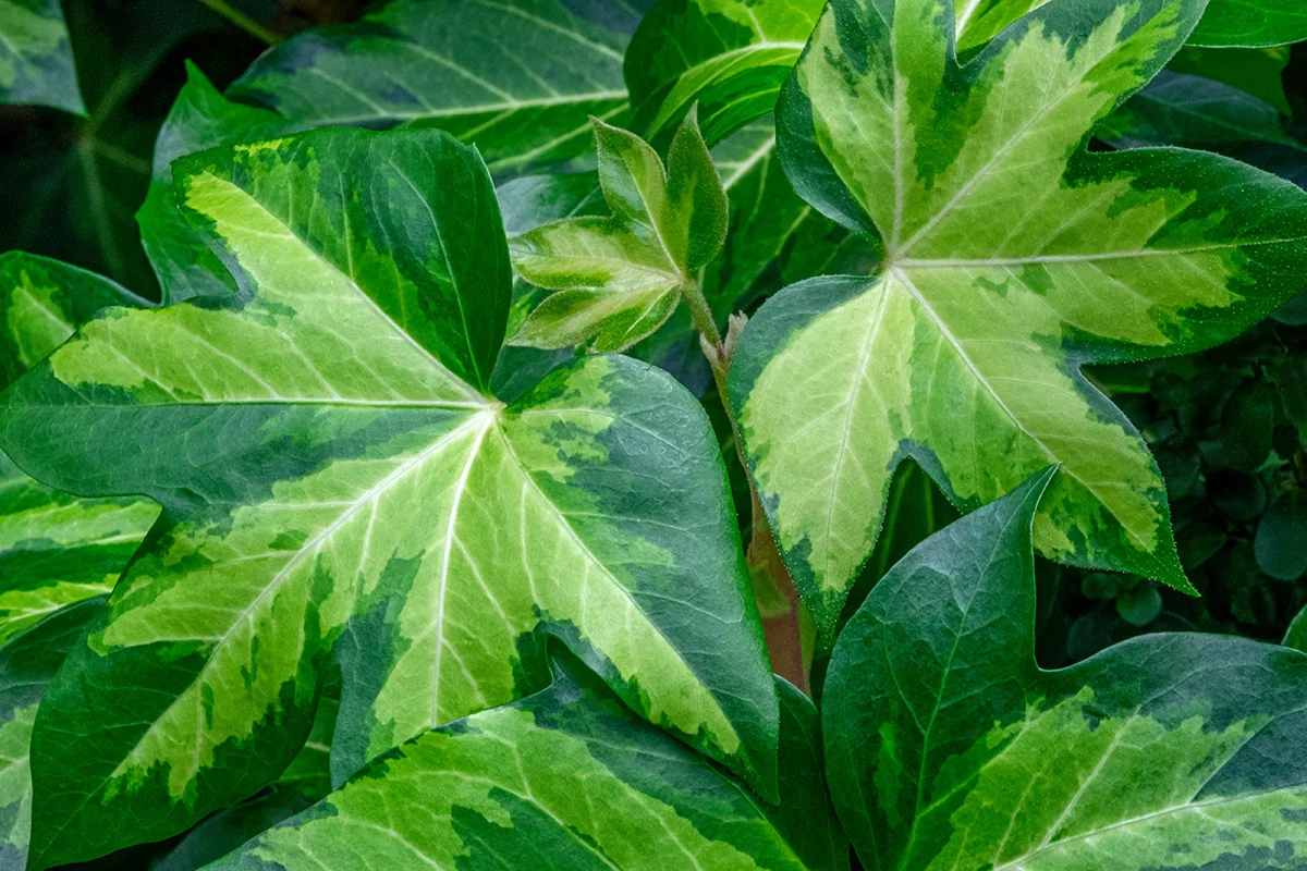 Leaves of an ivy tree