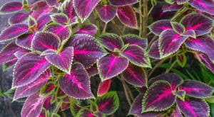 begonia 'rex'