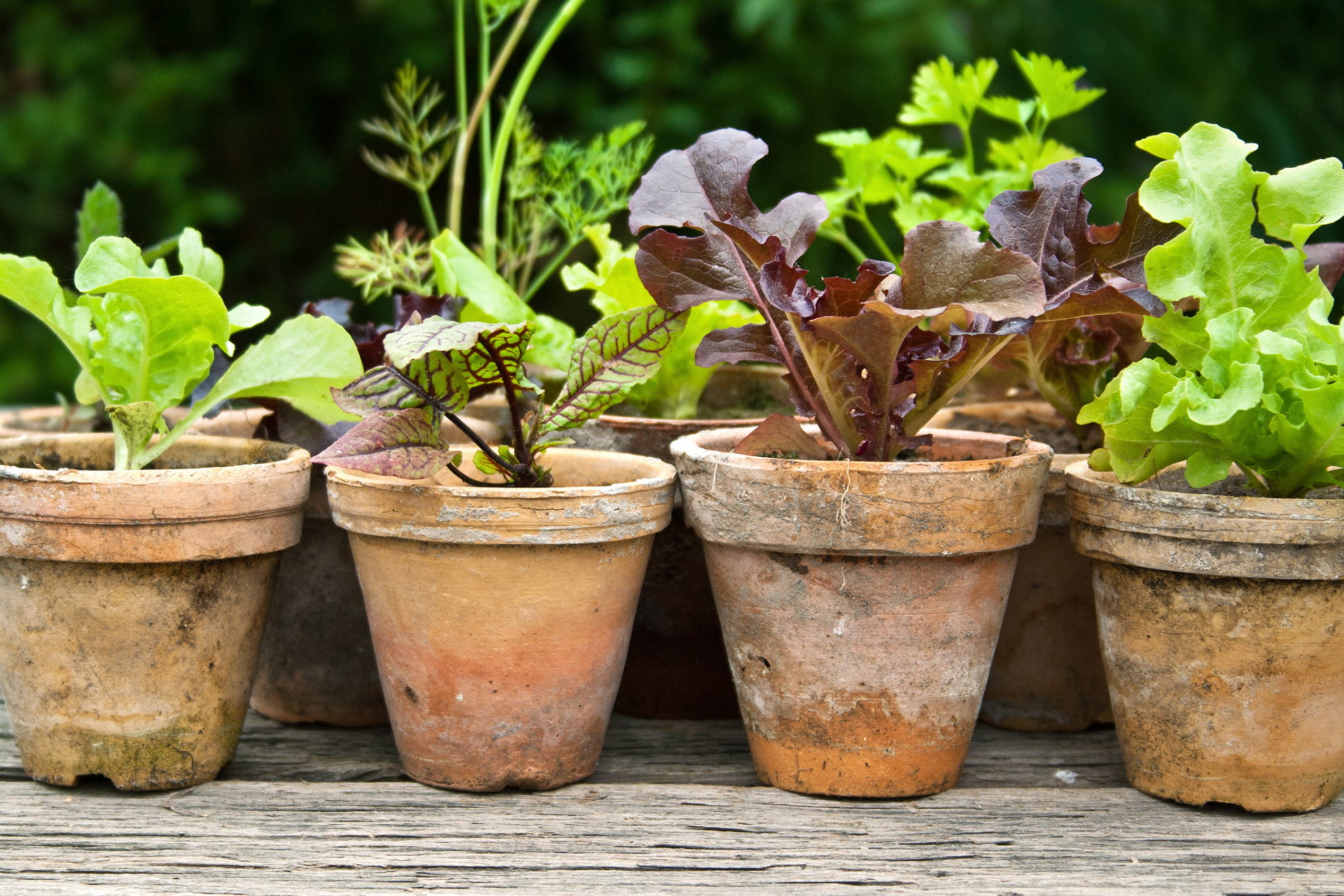 salad growing in small pots