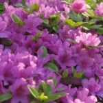 Blue Danube Azalea flowers
