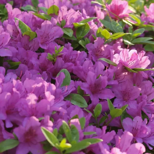 Blue Danube Azalea flowers