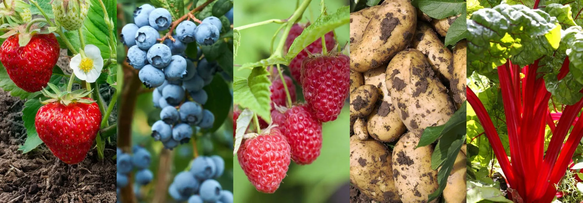 couch to five a day selection