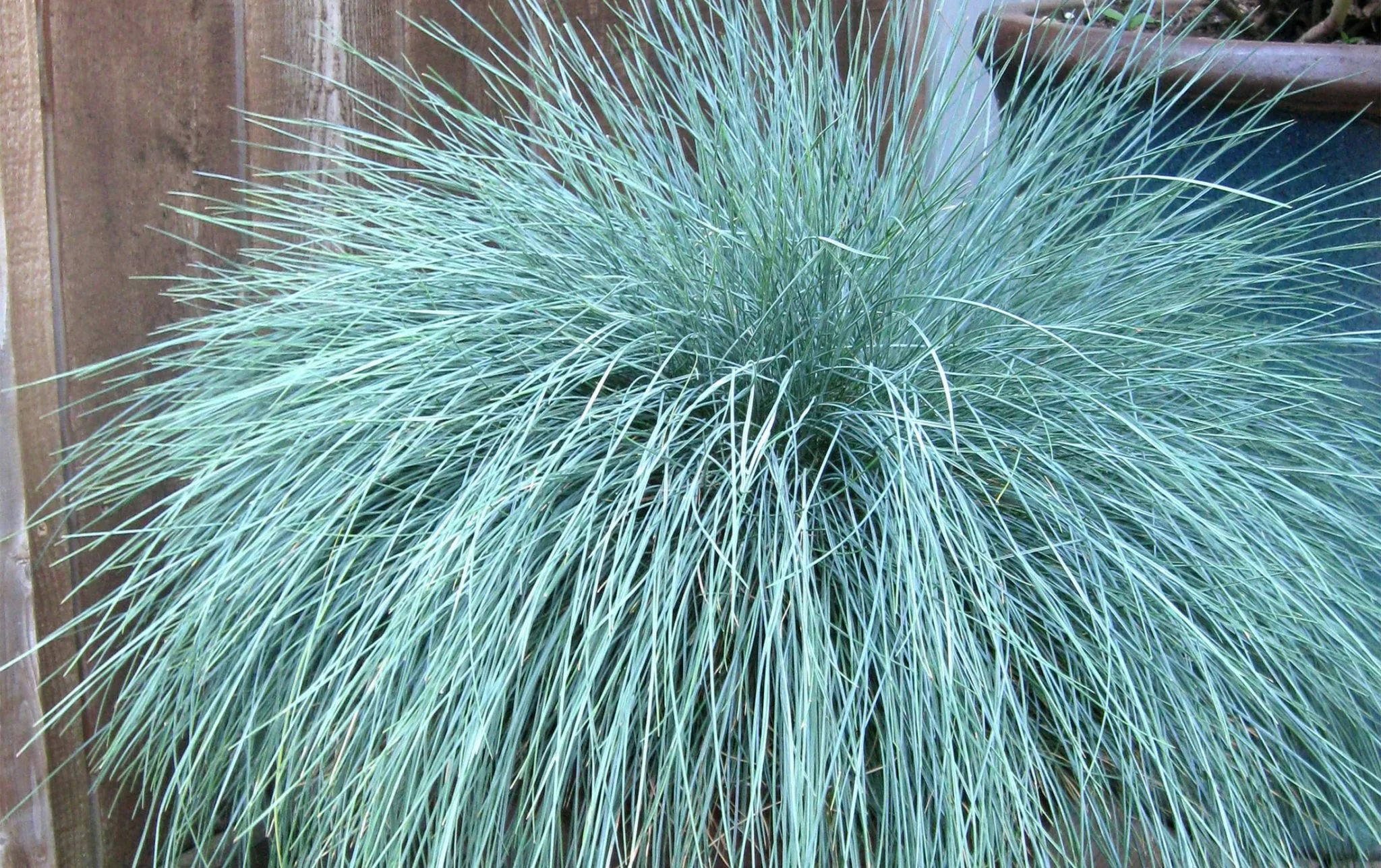Festuca Intense Blue