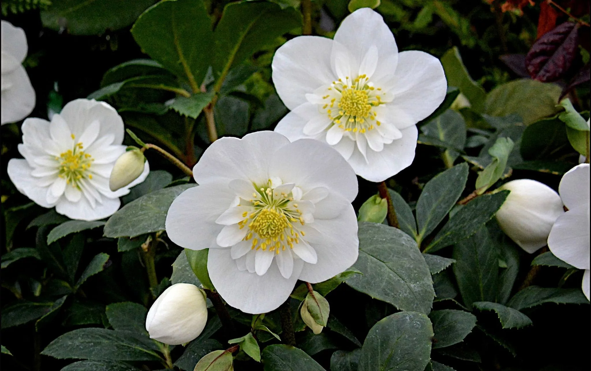 Helleborus 'Snow Angels'