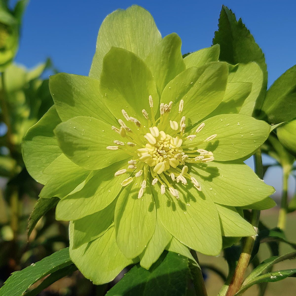 Helleborus Double Green close up