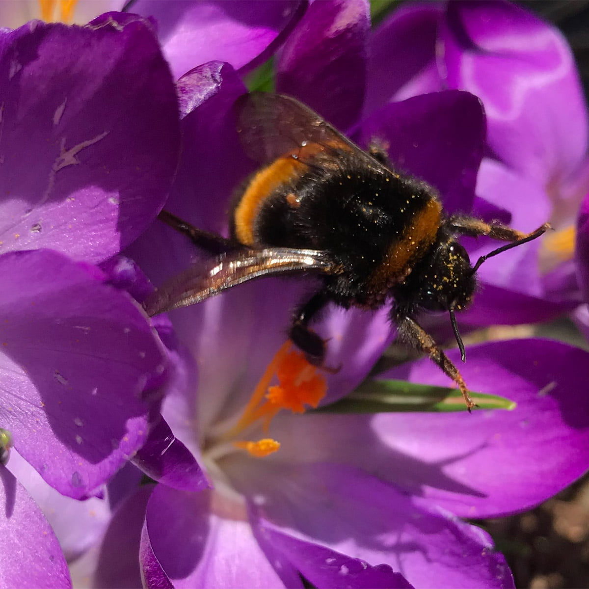Crocus bee