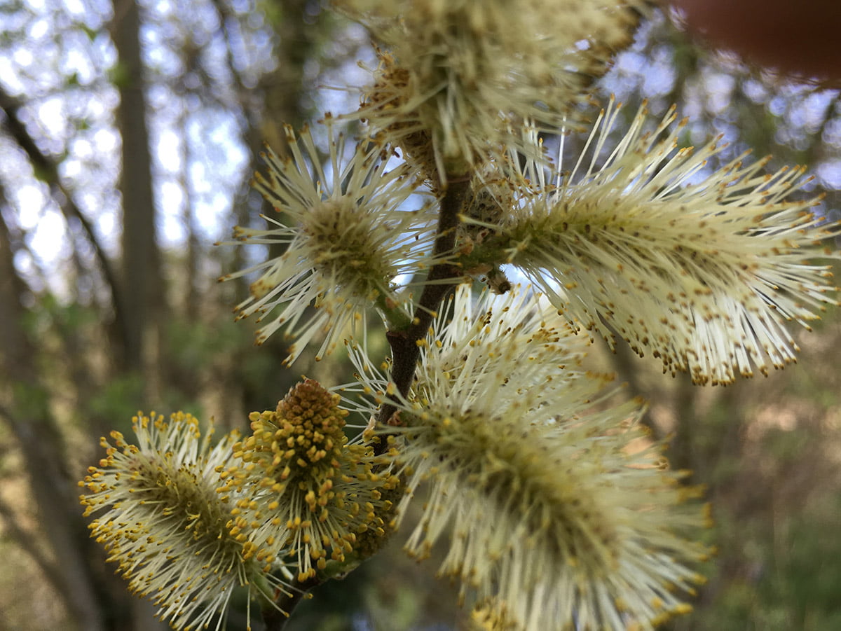 Willow catkins