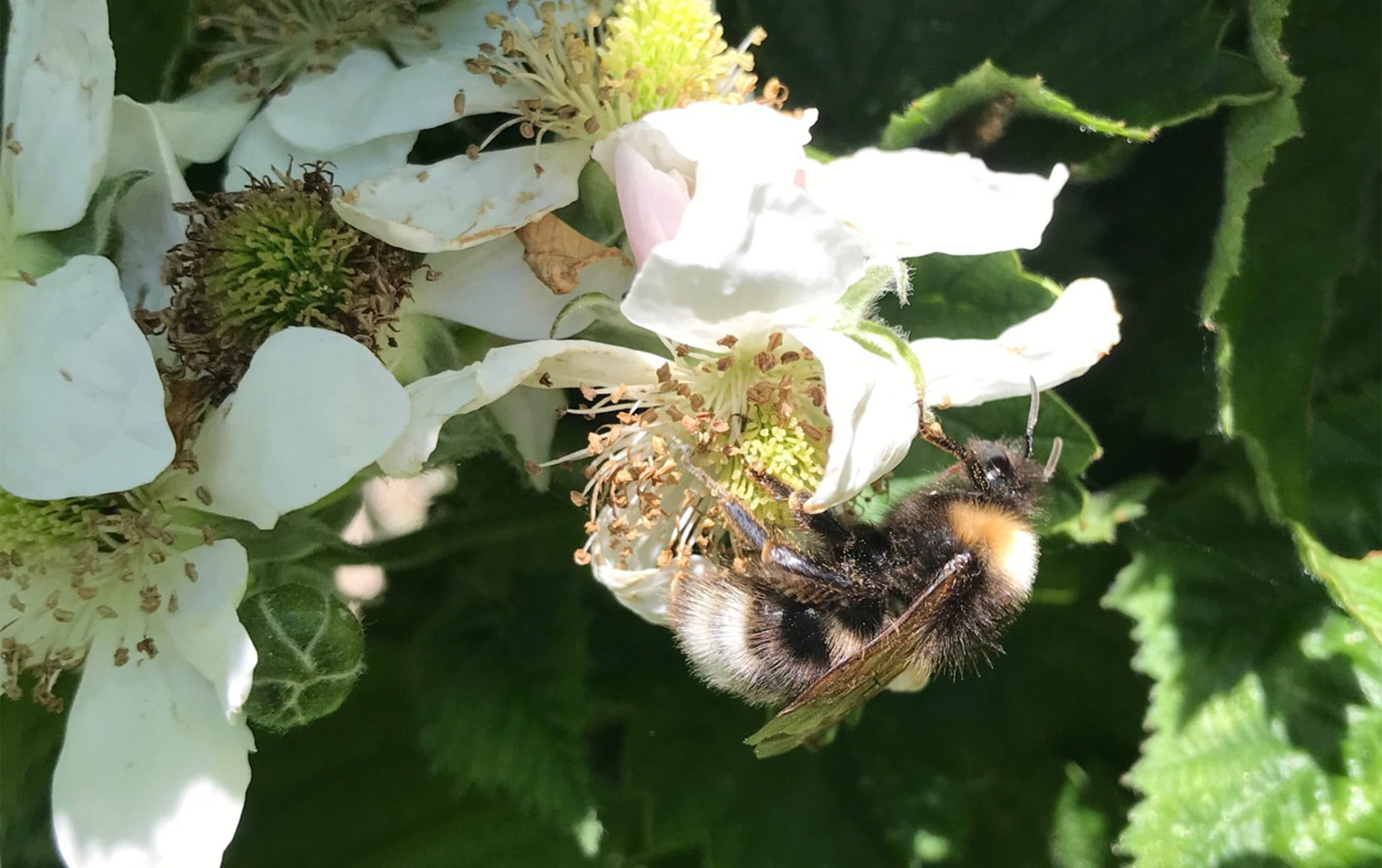 Bee on blackberry flower