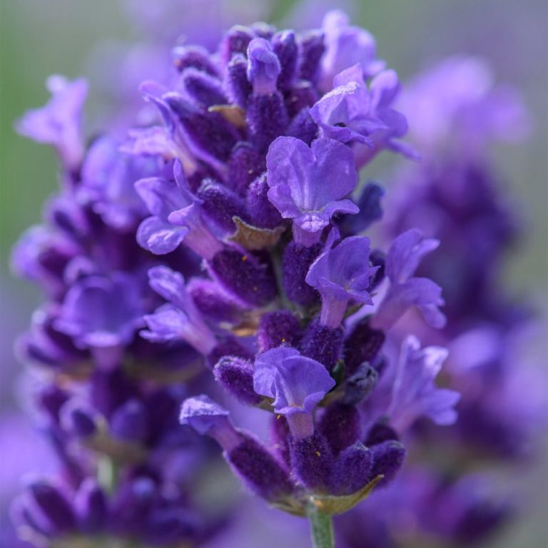 Lavender BeeZee Dark Blue Plants - Richard Jackson Garden