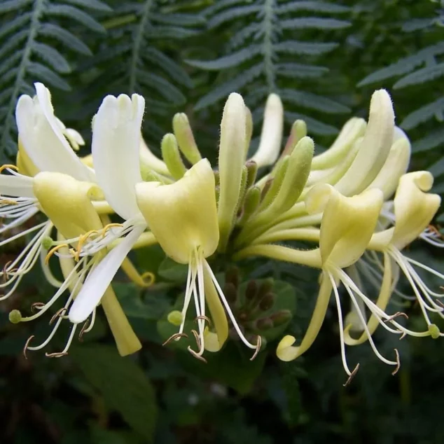 Lonicera Graham Thomas close up