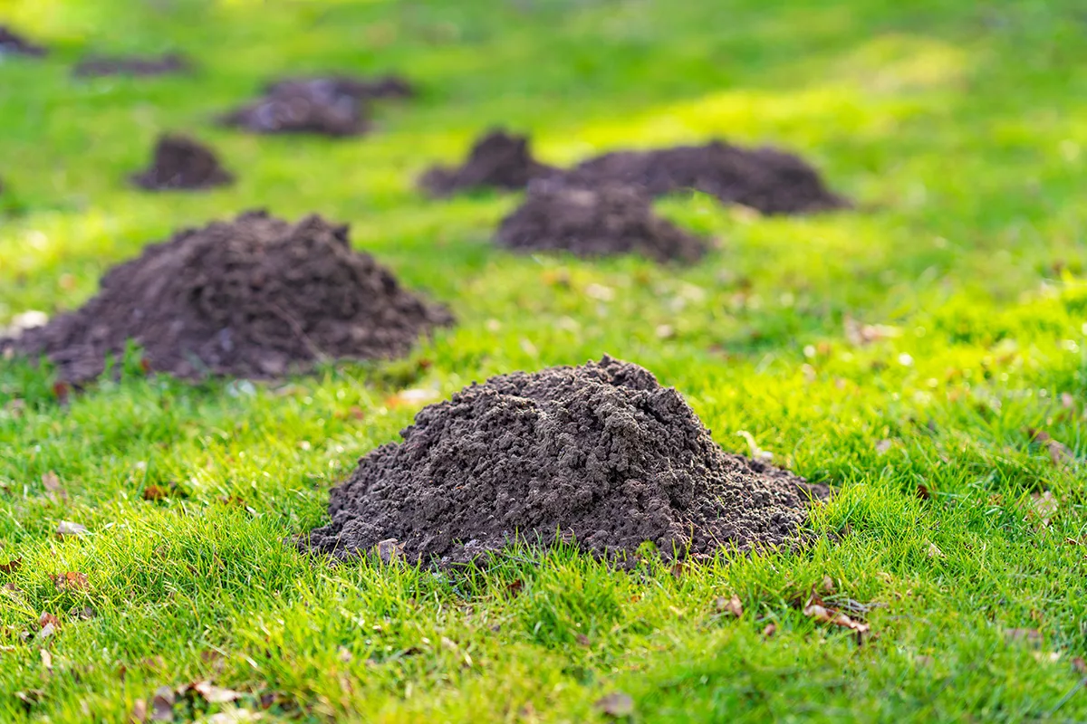 Moles in the garden Richard Jackson Garden