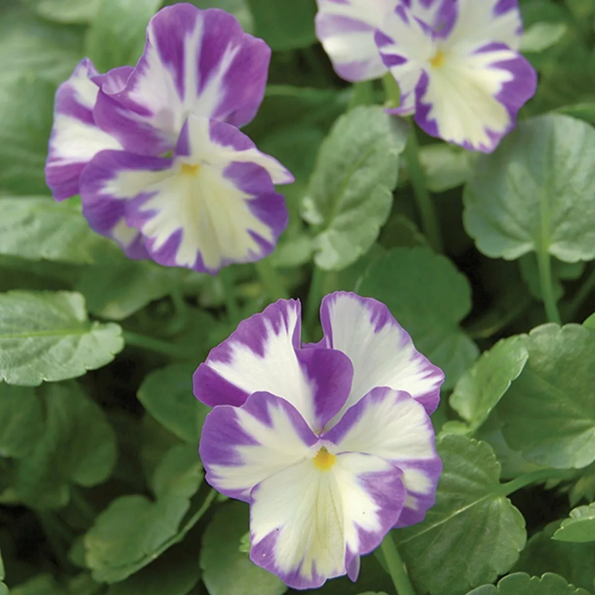 Perennial Violas Richard Jackson Garden