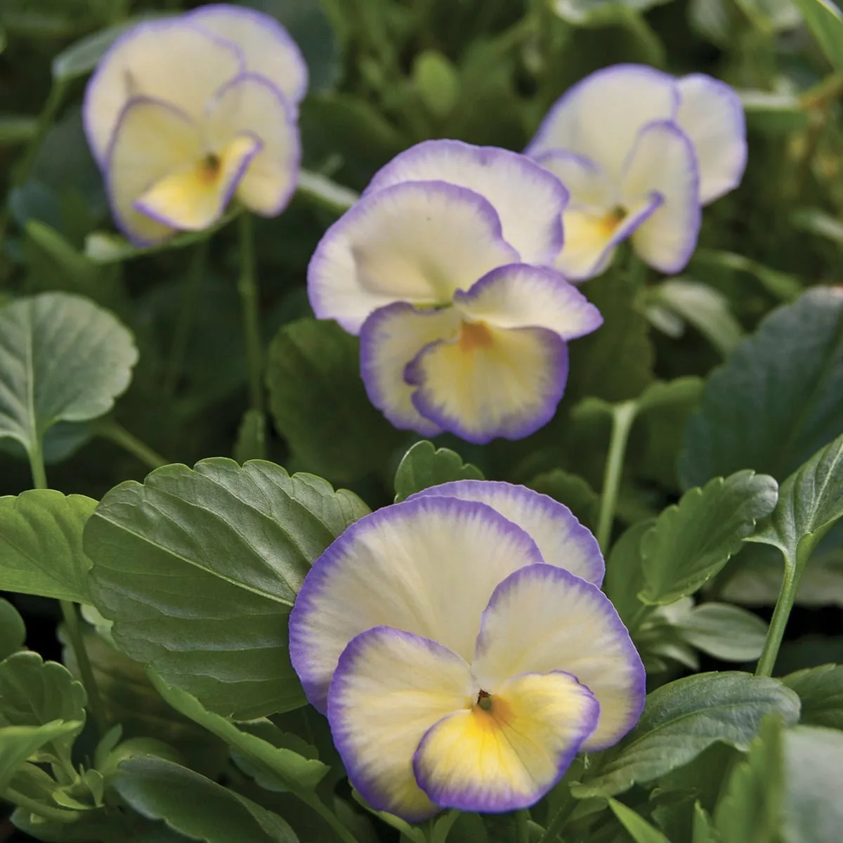 Perennial Violas Richard Jackson Garden