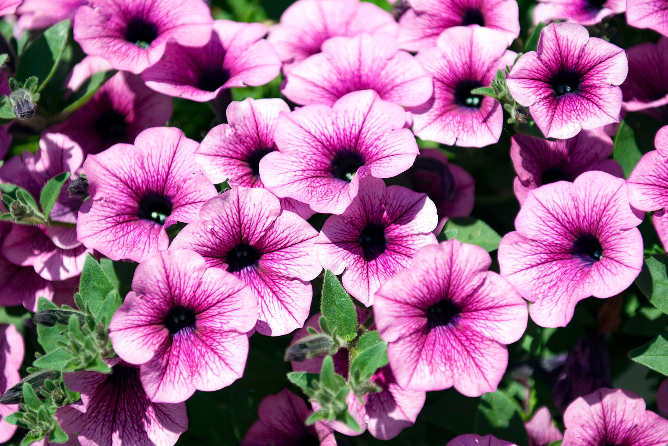 Do Petunias Have Shallow Roots at Jeremy Moore blog