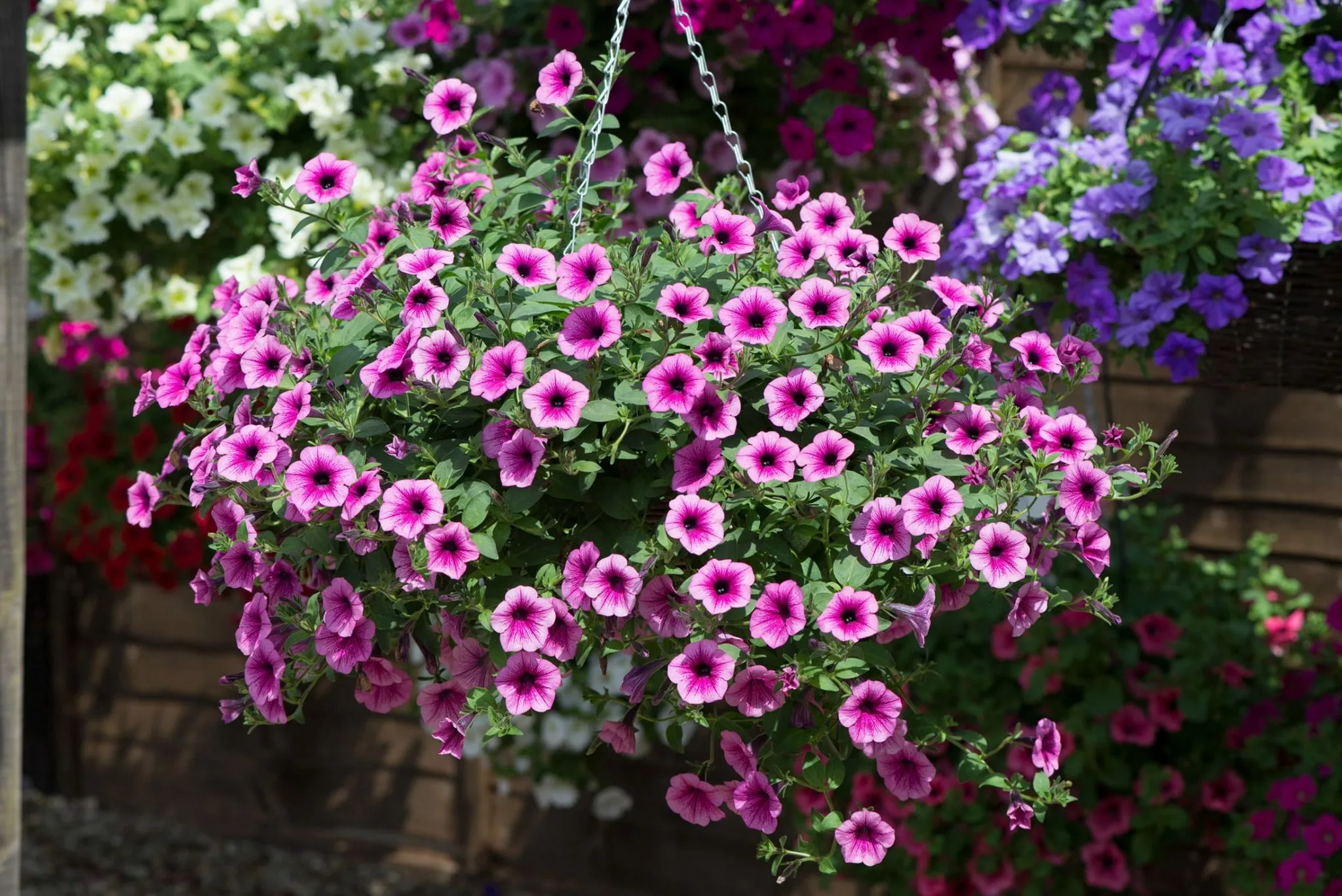 Image of Petunias summer hanging plant