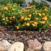 Orange Potentilla Bella Sol plants in border