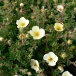 Potentilla Primrose Beauty