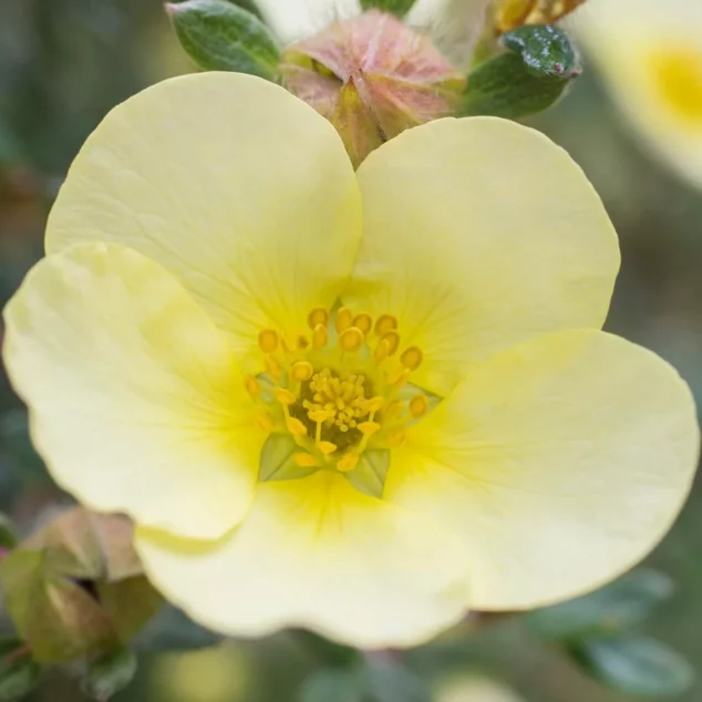 yellow flower of Potentilla Primrose Beauty