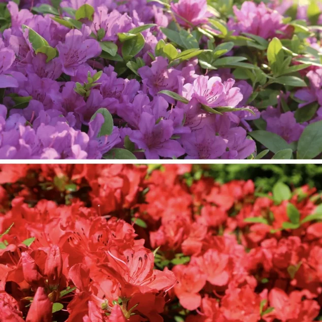 azaelia Evergreen Azalea red and purple