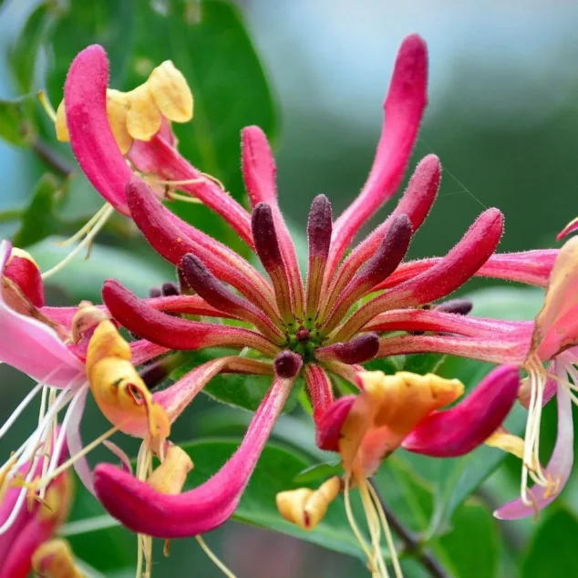 Lonicera Serotina close up