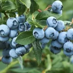 Blueberry Bluecrop