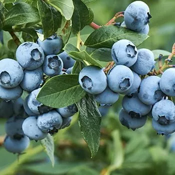 blueberry Blueberry Bluecrop