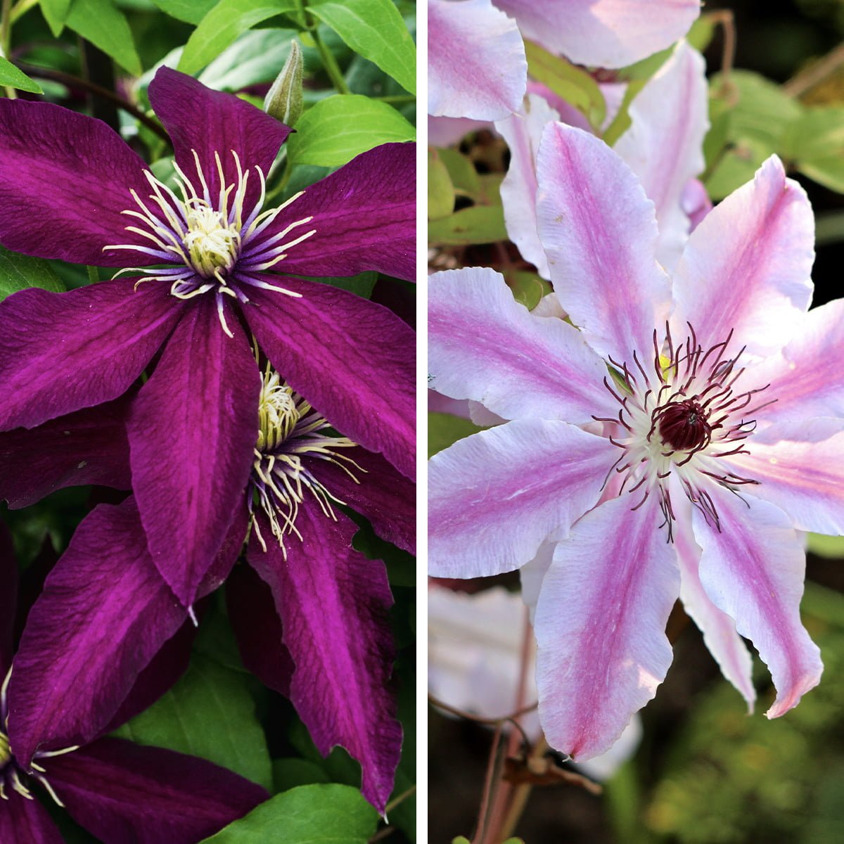 Award Winning Clematis Collection Plants Richard Jackson Garden