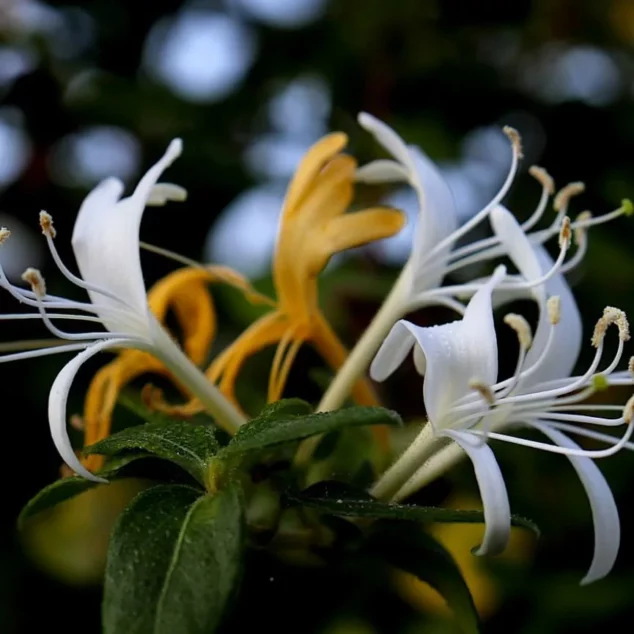 Lonicera Halliana close up