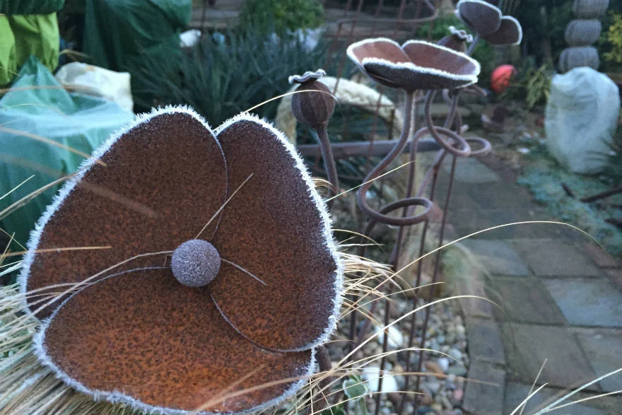 frost on a metal poppy